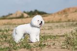 BICHON FRISE 223